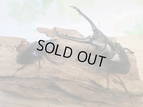 画像5: 新成虫☆ホワイトアイ☆ギラファノコギリクワガタ(亜種ケイスケ)♂86ミリ♀53ミリペア販売!! (5)