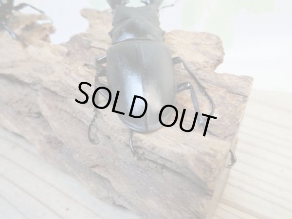 画像3: 新成虫☆ホワイトアイ☆ギラファノコギリクワガタ(亜種ケイスケ)♂86ミリ♀53ミリペア販売!! (3)