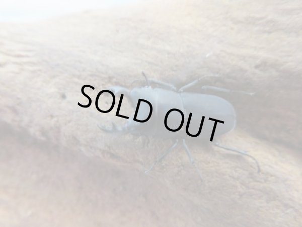 画像2: 稀少種☆WF3☆ロトゥンダトスツヤケシクワガタ（ナンベイオオクワ）♂18ミリ♀フリーサイズペア販売！！ (2)