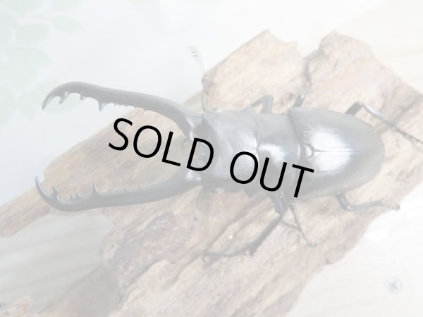 画像2: 新成虫☆ホワイトアイ☆ギラファノコギリクワガタ(亜種ケイスケ)♂86ミリ♀53ミリペア販売!! (2)