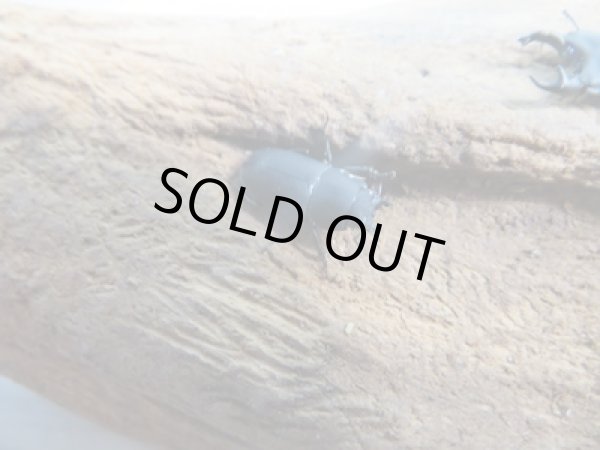 画像4: 稀少種☆WF3☆ロトゥンダトスツヤケシクワガタ（ナンベイオオクワ）♂18ミリ♀フリーサイズペア販売！！ (4)