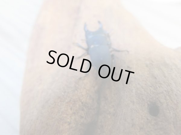 画像3: 稀少種☆WF3☆ロトゥンダトスツヤケシクワガタ（ナンベイオオクワ）♂18ミリ♀フリーサイズペア販売！！ (3)