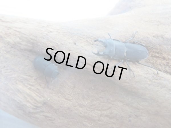 画像5: 稀少種☆WF3☆ロトゥンダトスツヤケシクワガタ（ナンベイオオクワ）♂18ミリ♀フリーサイズペア販売！！ (5)