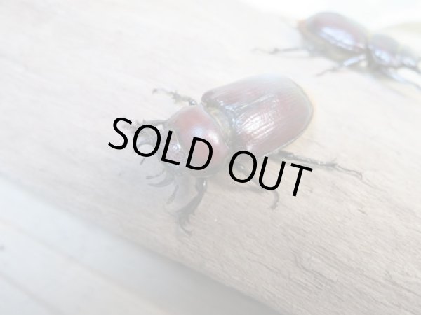 画像2: ☆WF3☆デンティクルスゲンシミヤマ♂25ミリ♀24ミリペア販売!! (2)