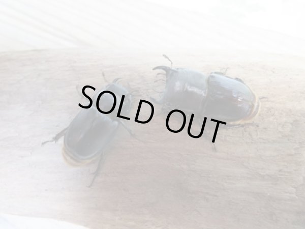 画像3: ☆WF3☆デンティクルスゲンシミヤマ♂25ミリ♀24ミリペア販売!! (3)