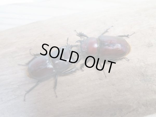 画像3: ☆WF3☆デンティクルスゲンシミヤマ♂25ミリ♀24ミリペア販売!! (3)