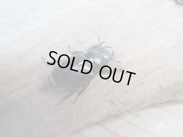 画像2: ☆WF3☆デンティクルスゲンシミヤマ♂25ミリ♀24ミリペア販売!! (2)