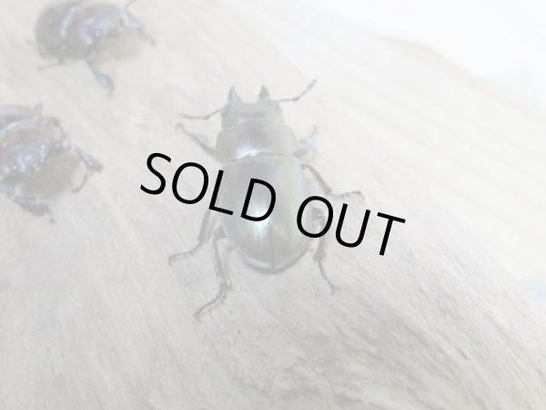 画像3: 新成虫☆WF3☆インビタビリスツヤクワガタ♂24ミリ♀フリーサイズ+♀フリーサイズ計3頭トリオ販売!! (3)