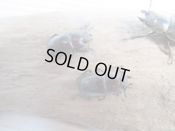 画像4: 新成虫☆WF3☆インビタビリスツヤクワガタ♂24ミリ♀フリーサイズ+♀フリーサイズ計3頭トリオ販売!! (4)