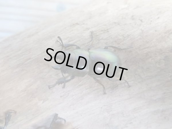 画像2: 新成虫☆WF3☆インビタビリスツヤクワガタ♂24ミリ♀フリーサイズ+♀フリーサイズ計3頭トリオ販売!! (2)