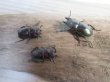 画像5: 新成虫☆WF3☆インビタビリスツヤクワガタ♂24ミリ♀フリーサイズ＋♀フリーサイズ計3頭トリオ販売！！ (5)