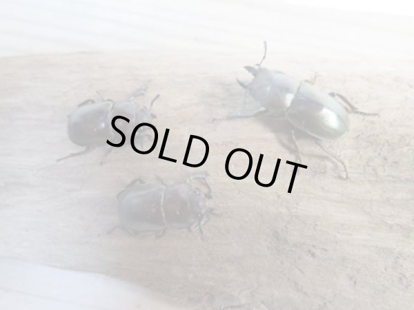 画像5: 新成虫☆WF3☆インビタビリスツヤクワガタ♂24ミリ♀フリーサイズ+♀フリーサイズ計3頭トリオ販売!! (5)