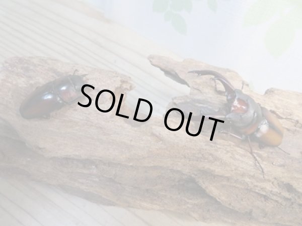 画像5: ☆美麗人気種☆新成虫!ミラビリスノコギリクワガタ♂63ミリ♀35ミリペア販売!! (5)