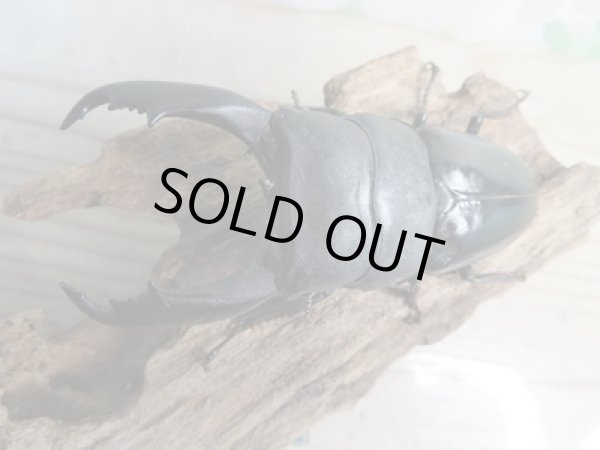 画像2: ☆新成虫☆テイオウヒラタクワガタ♂98ミリ♀42ミリペア7販売!! (2)