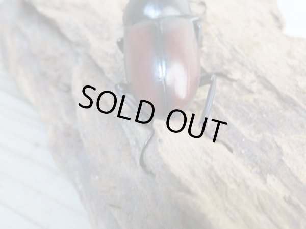 画像3: チベット産☆新成虫☆ドンキエールコクワガタ(赤ドンキ)♂57ミリ♀41ミリペア+♀37ミリトリオ販売!! (3)