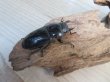画像4: ☆大型個体☆パラワンオオヒラタクワガタ♂108ミリ♀48ミリ同腹ペア販売！！ (4)
