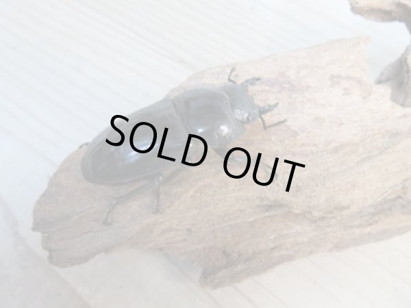 画像4: ☆大型個体☆パラワンオオヒラタクワガタ♂108ミリ♀48ミリ同腹ペア販売!! (4)