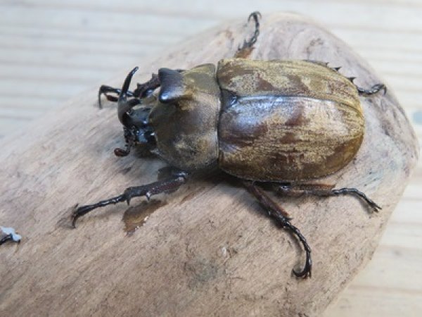 画像1: ☆新成虫☆サビイロカブト♂♀フリーサイズペア販売！！ (1)