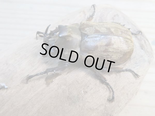 画像1: ☆新成虫☆サビイロカブト♂♀フリーサイズペア販売!! (1)