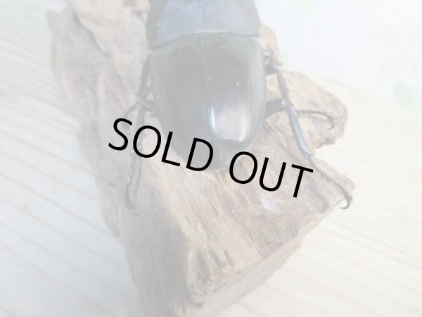 画像3: ☆新成虫☆テイオウヒラタクワガタ♂98ミリ♀42ミリペア7販売!! (3)