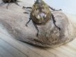 画像3: ☆新成虫☆サビイロカブト♂♀フリーサイズペア販売！！ (3)
