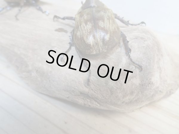 画像3: ☆新成虫☆サビイロカブト♂♀フリーサイズペア販売!! (3)