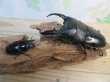 画像5: ☆大型個体☆パラワンオオヒラタクワガタ♂108ミリ♀48ミリ同腹ペア販売！！ (5)