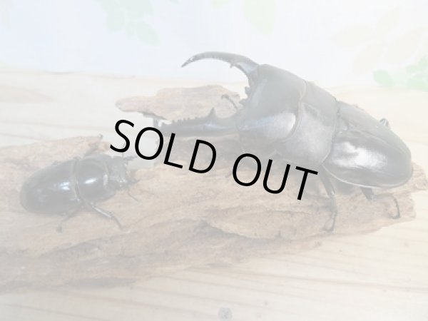 画像5: ☆大型個体☆パラワンオオヒラタクワガタ♂108ミリ♀48ミリ同腹ペア販売!! (5)