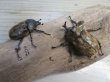 画像5: ☆新成虫☆サビイロカブト♂♀フリーサイズペア販売！！ (5)