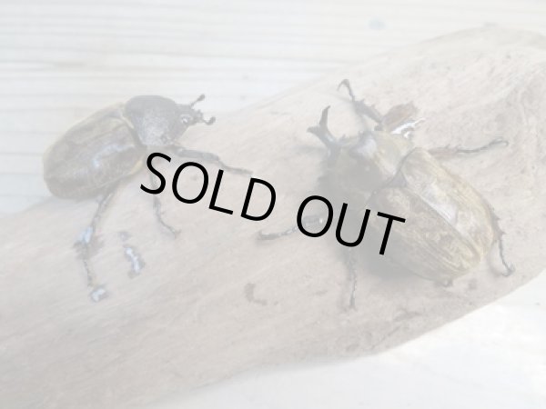 画像5: ☆新成虫☆サビイロカブト♂♀フリーサイズペア販売!! (5)