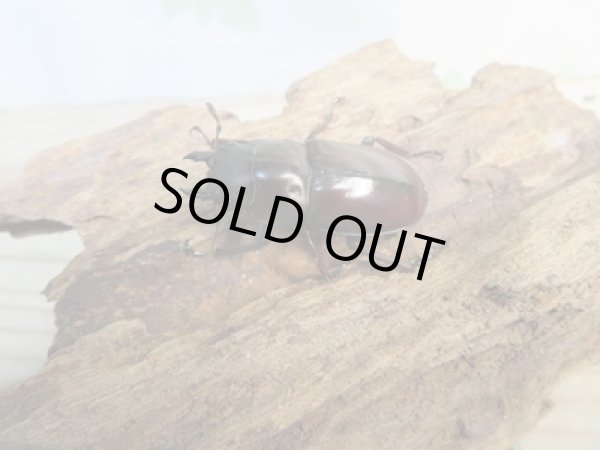 画像4: チベット産☆新成虫☆フォルスターフタマタクワガタ(亜種ニシ)♂65ミリ♀40ミリペア販売!! (4)