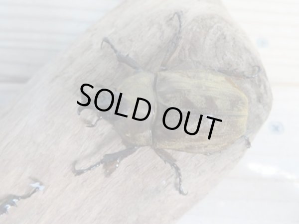 画像2: ☆新成虫☆サビイロカブト♂♀フリーサイズペア販売!! (2)