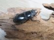 画像4: ☆新成虫☆テイオウヒラタクワガタ♂98ミリ♀42ミリペア7販売！！ (4)
