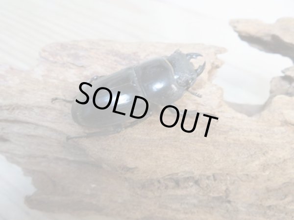 画像4: ☆新成虫☆テイオウヒラタクワガタ♂98ミリ♀42ミリペア7販売!! (4)