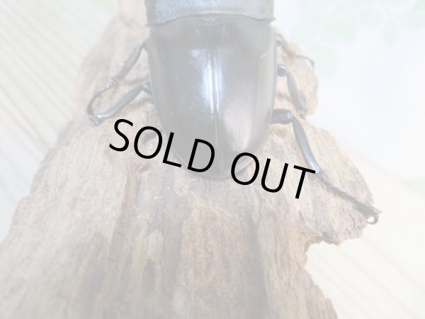 画像3: ☆新成虫☆マリンドッケオオヒラタクワガタ♂91ミリ♀42ミリペア販売!! (3)