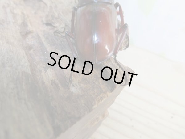 画像3: チベット産☆新成虫☆フォルスターフタマタクワガタ(亜種ニシ)♂65ミリ♀40ミリペア販売!! (3)