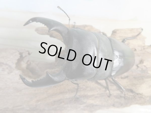 画像2: ☆新成虫☆マリンドッケオオヒラタクワガタ♂91ミリ♀42ミリペア販売!! (2)