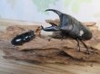 画像5: ☆新成虫☆マリンドッケオオヒラタクワガタ♂91ミリ♀42ミリペア販売！！ (5)