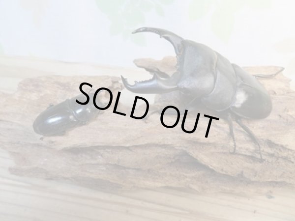 画像5: ☆新成虫☆マリンドッケオオヒラタクワガタ♂91ミリ♀42ミリペア販売!! (5)