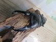 画像2: ☆大型個体☆パラワンオオヒラタクワガタ♂108ミリ♀48ミリ同腹ペア販売！！ (2)