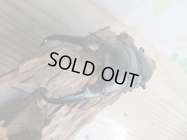 画像2: ☆大型個体☆パラワンオオヒラタクワガタ♂108ミリ♀48ミリ同腹ペア販売!! (2)