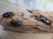 画像5: チベット産☆新成虫☆ドンキエールコクワガタ（赤ドンキ）♂57ミリ♀41ミリペア＋♀37ミリトリオ販売！！ (5)