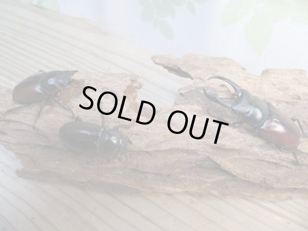 画像5: チベット産☆新成虫☆ドンキエールコクワガタ(赤ドンキ)♂57ミリ♀41ミリペア+♀37ミリトリオ販売!! (5)