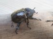 画像4: ☆新成虫☆サビイロカブト♂♀フリーサイズペア販売！！ (4)