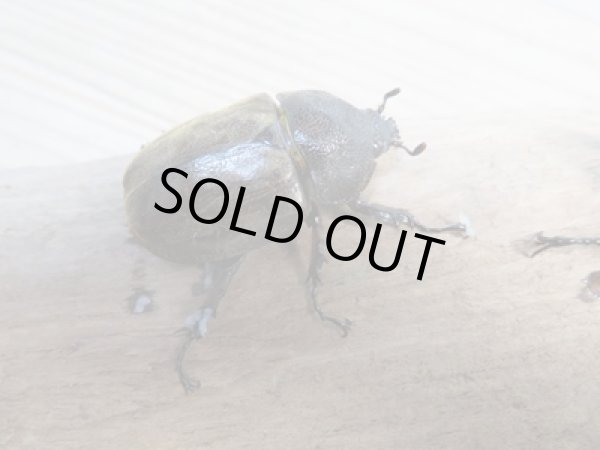 画像4: ☆新成虫☆サビイロカブト♂♀フリーサイズペア販売!! (4)