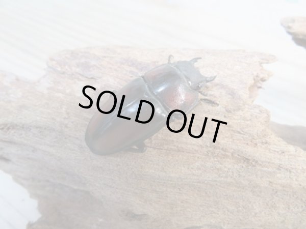 画像4: ☆美麗人気種☆新成虫!ミラビリスノコギリクワガタ♂63ミリ♀35ミリペア販売!! (4)