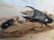 画像5: ☆新成虫☆テイオウヒラタクワガタ♂98ミリ♀42ミリペア7販売！！ (5)