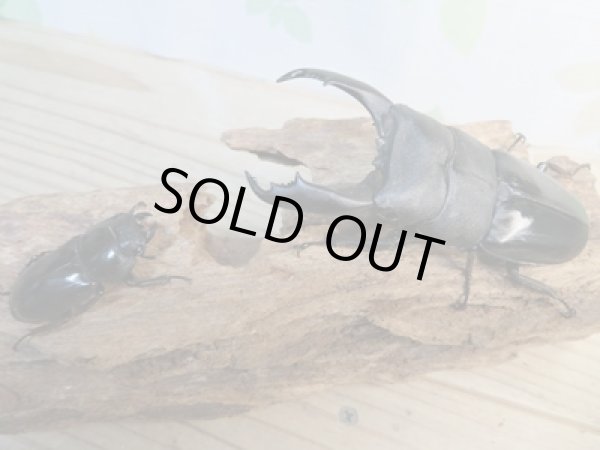 画像5: ☆新成虫☆テイオウヒラタクワガタ♂98ミリ♀42ミリペア7販売!! (5)