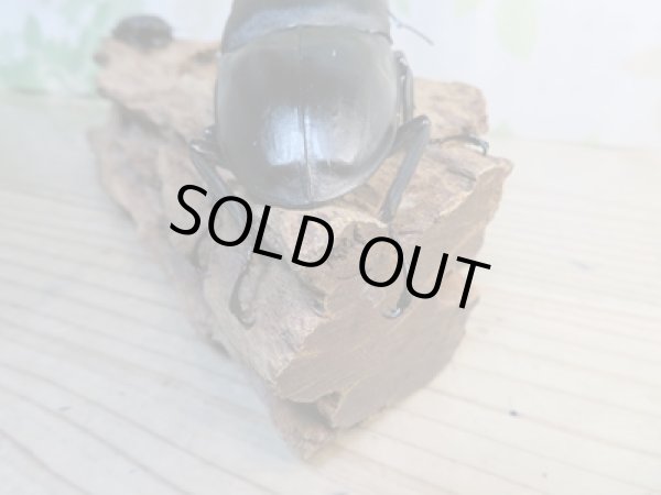 画像3: ☆大型個体☆パラワンオオヒラタクワガタ♂108ミリ♀48ミリ同腹ペア販売!! (3)