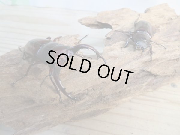 画像5: チベット産☆新成虫☆フォルスターフタマタクワガタ(亜種ニシ)♂65ミリ♀40ミリペア販売!! (5)